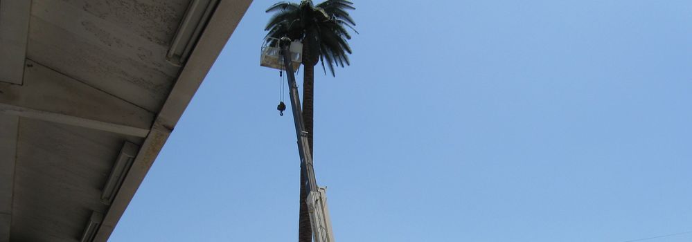Fake Palm Tree Cricket Cell Tower