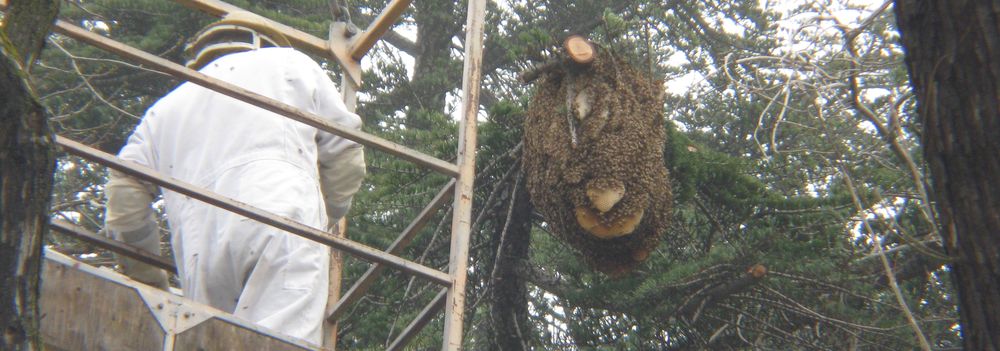 Bee hive in a Tree with Bee Removal Expert in Crane Bucket